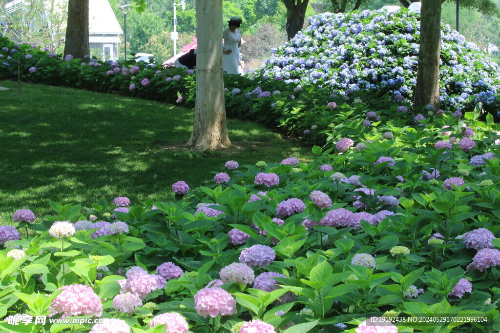 绣球花 