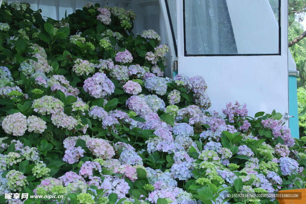 绣球花 