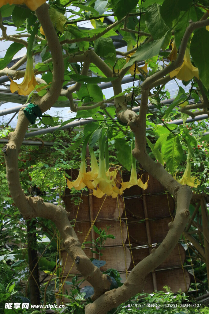 曼陀罗花 