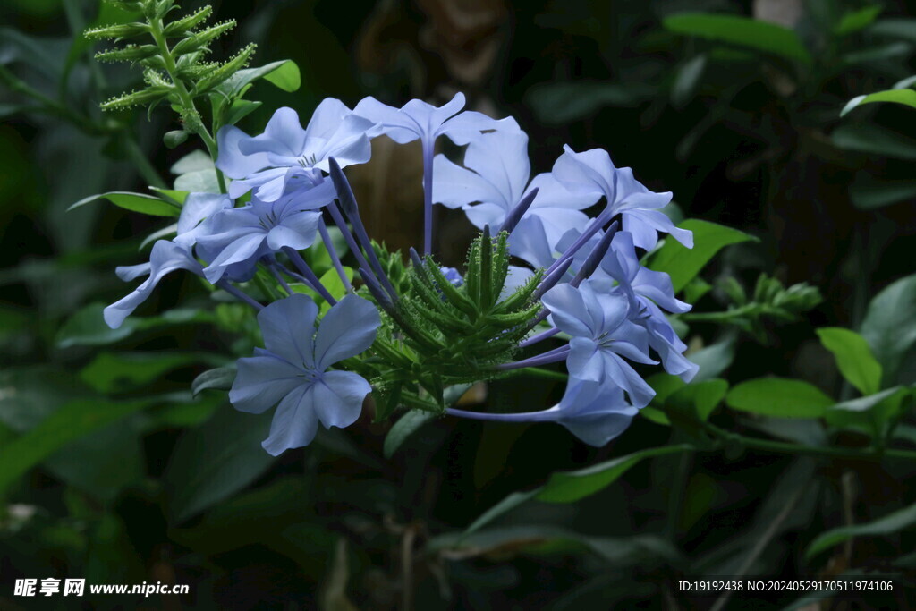 蓝雪花  