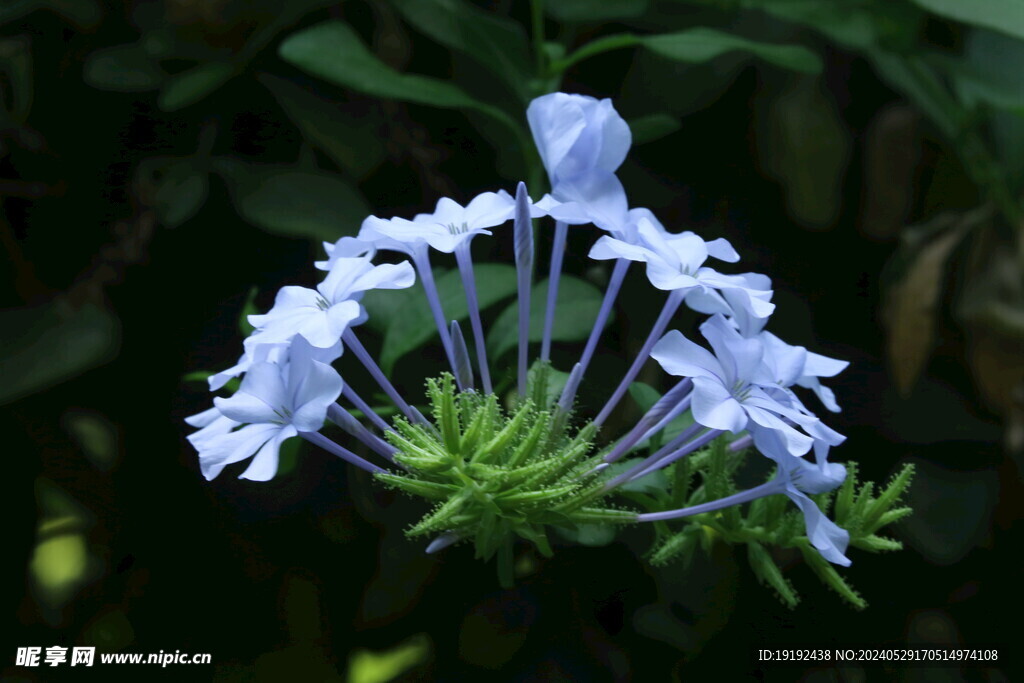 蓝雪花 
