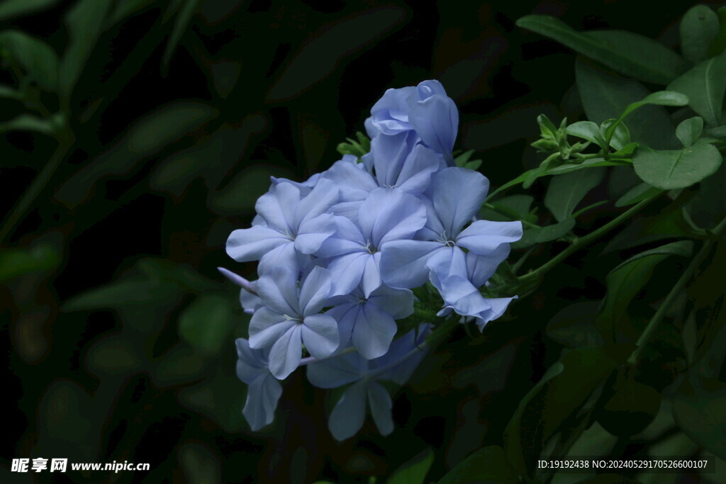 蓝雪花  
