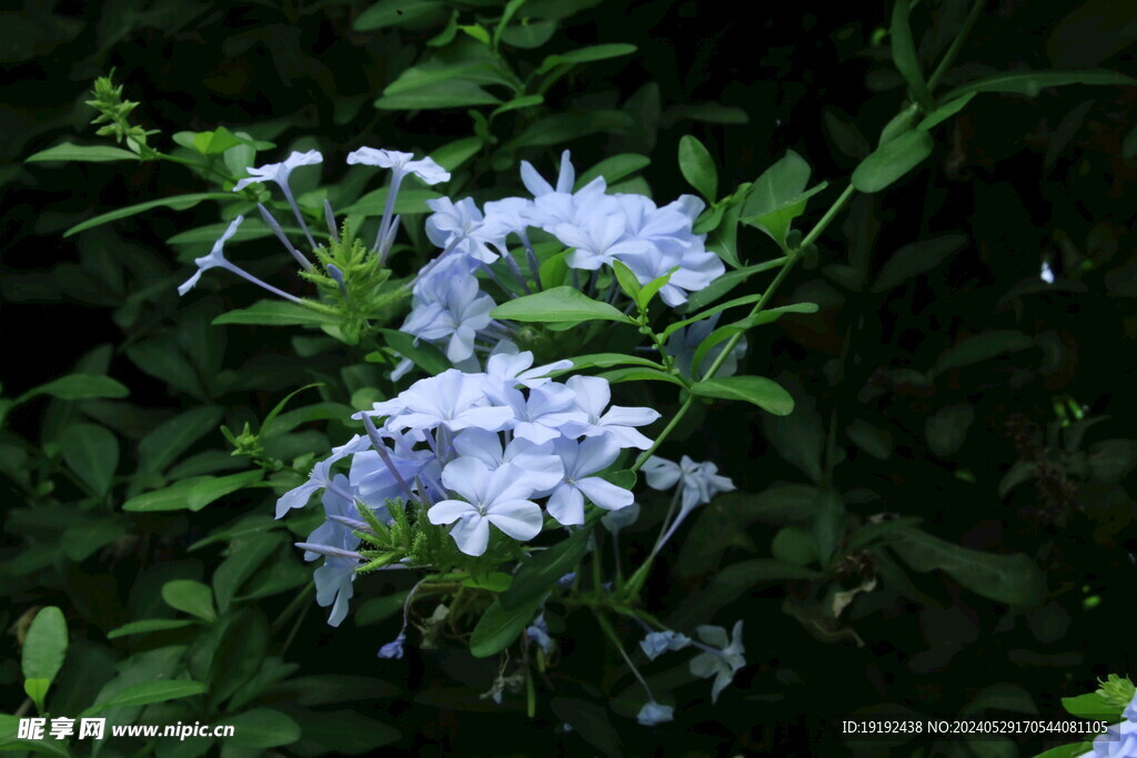 蓝雪花  