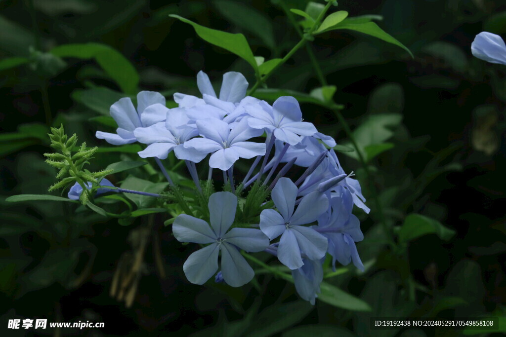 蓝雪花  