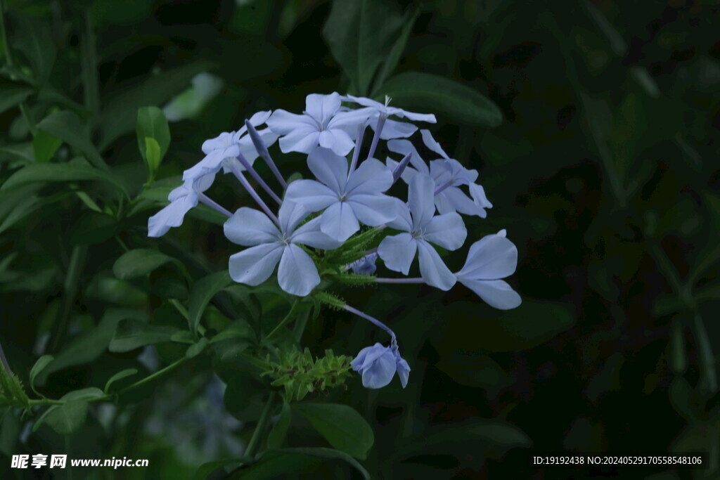 蓝雪花  