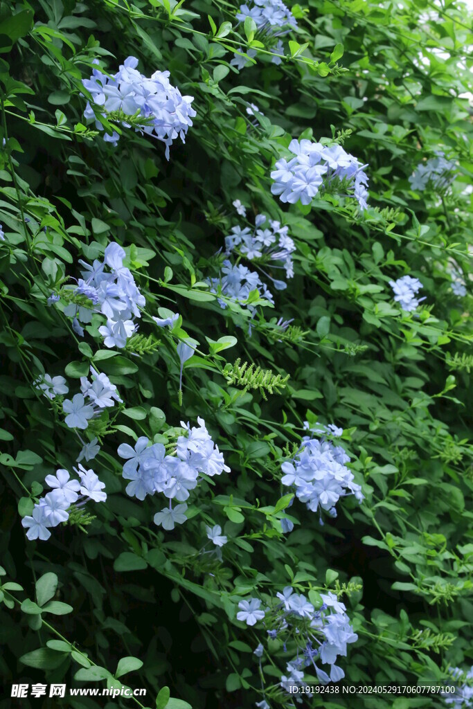 蓝雪花 