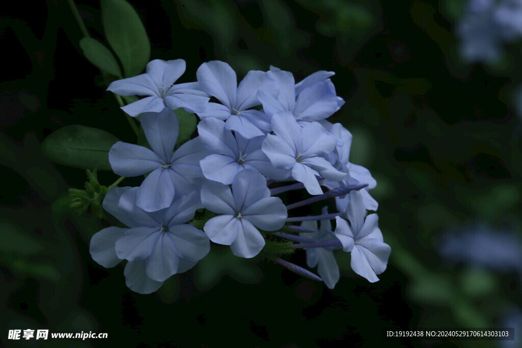 蓝雪花  