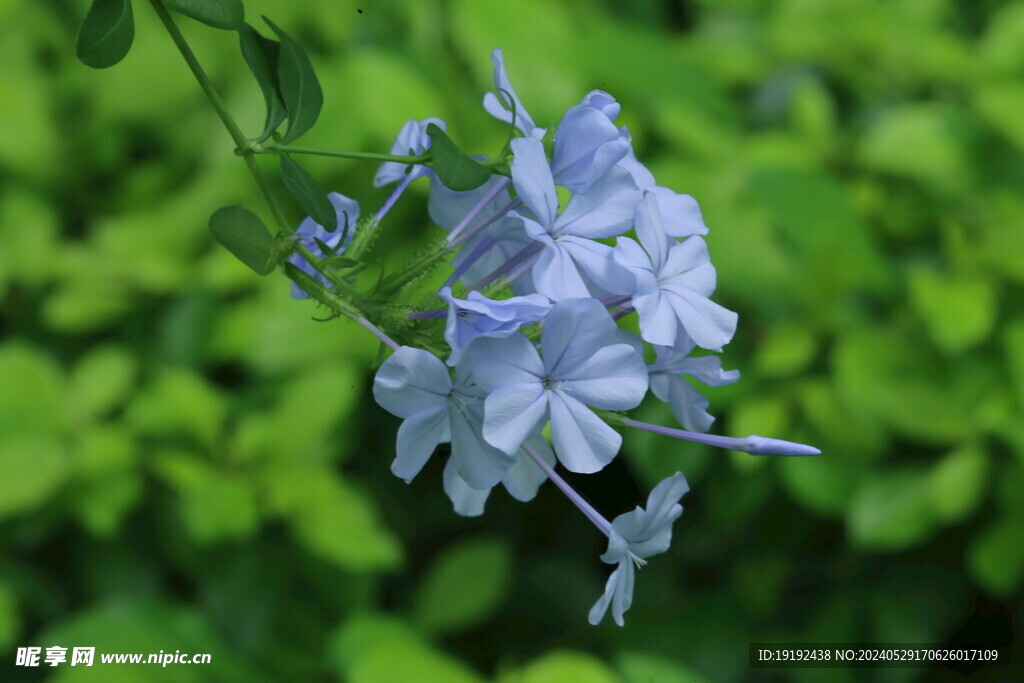 蓝雪花 