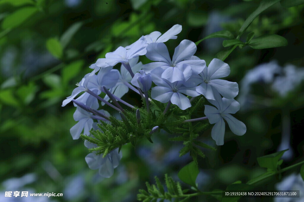 蓝雪花  