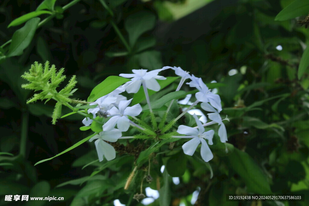 蓝雪花  