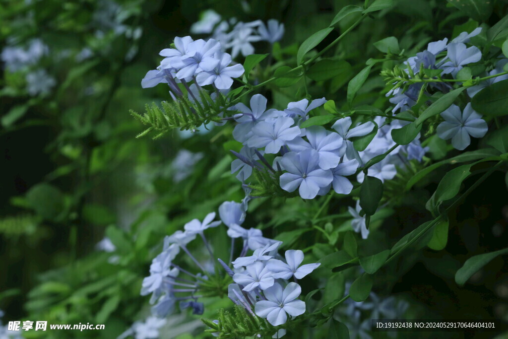 蓝雪花 