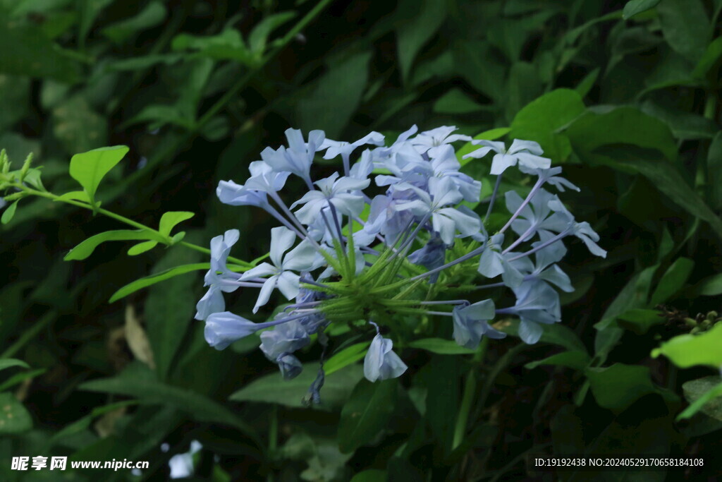 蓝雪花 