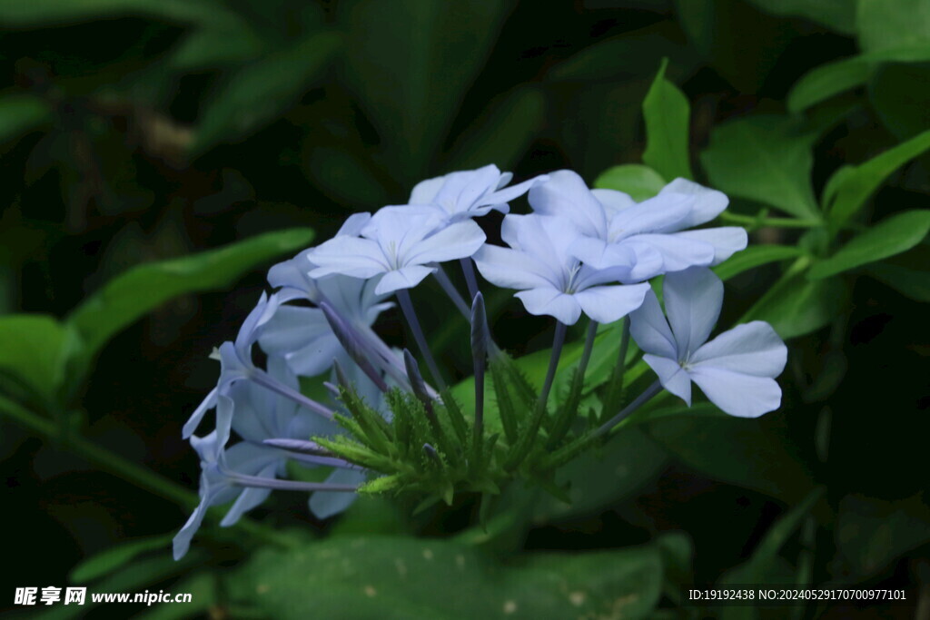 蓝雪花 