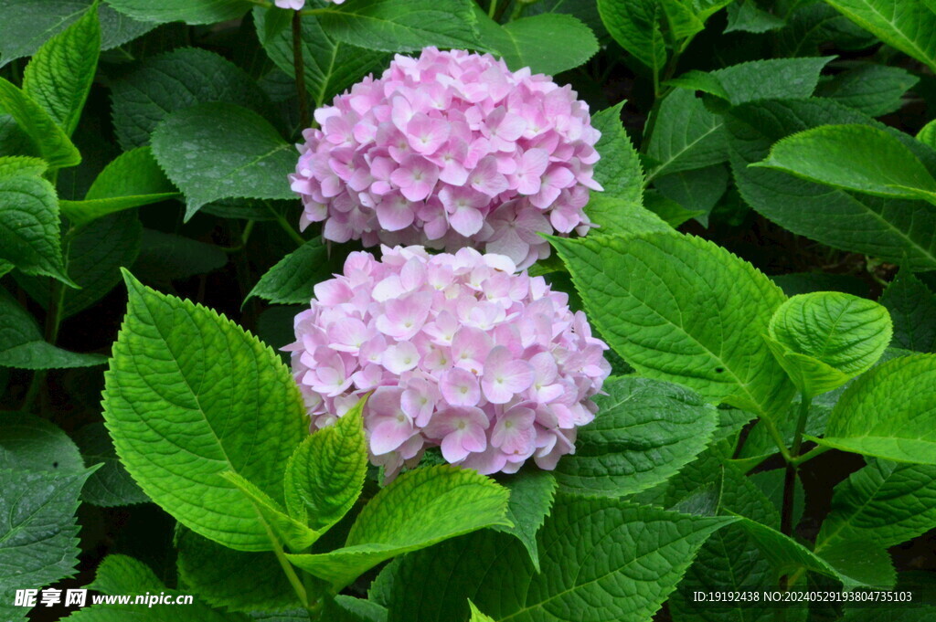 绣球花 