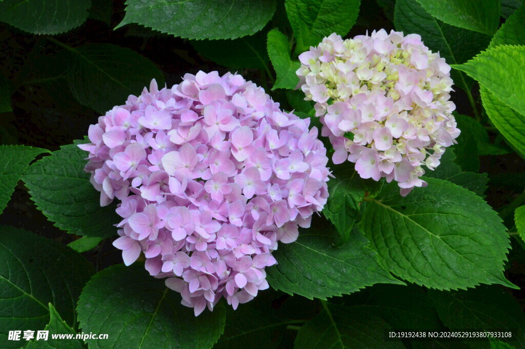 绣球花  