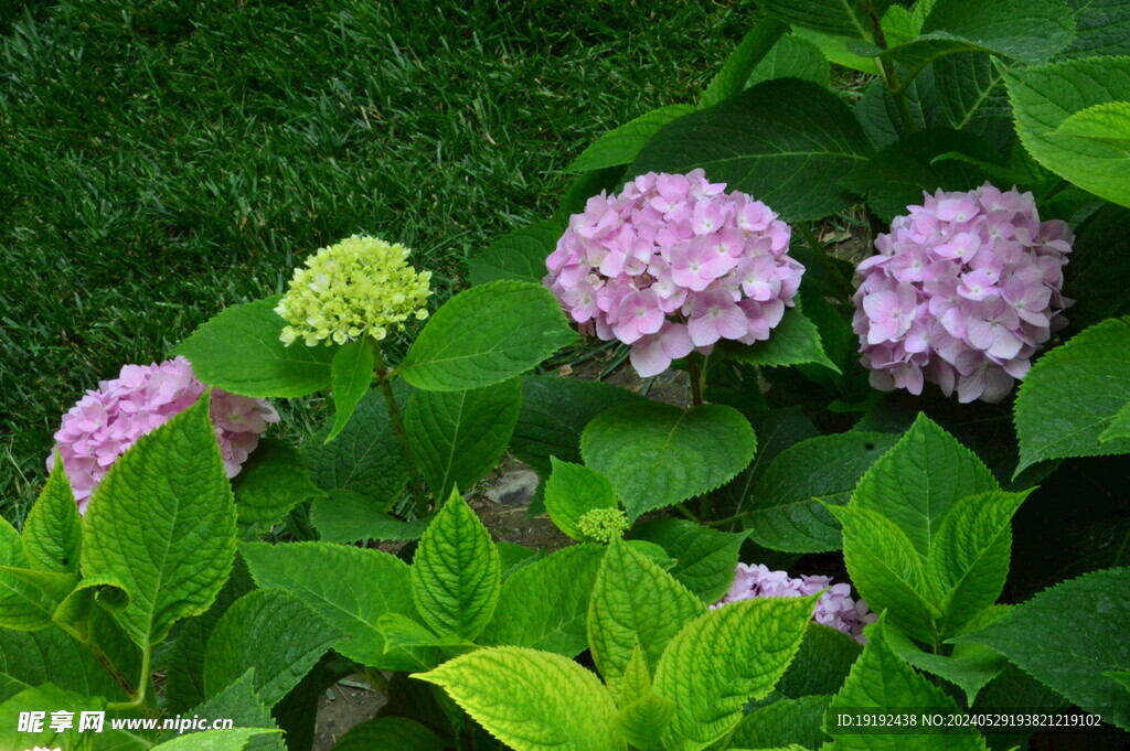 绣球花 