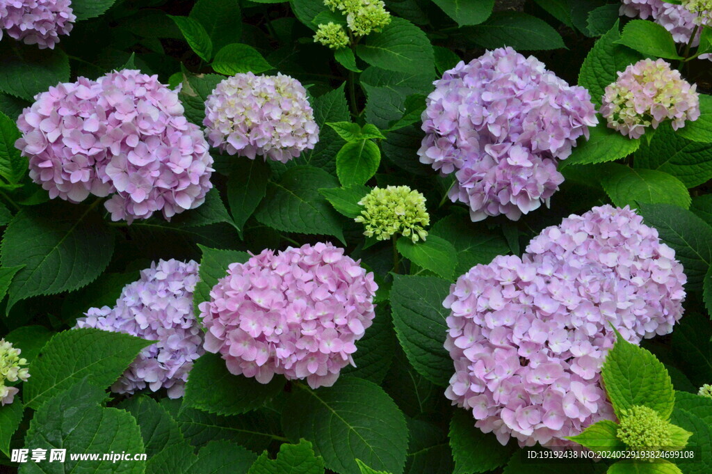绣球花  