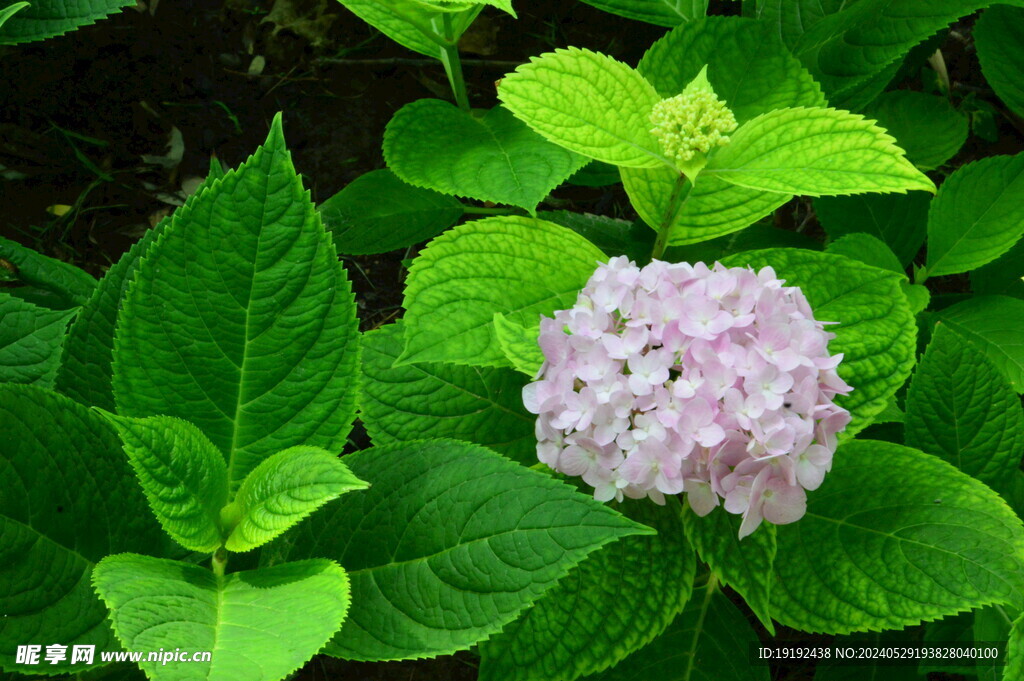 绣球花  