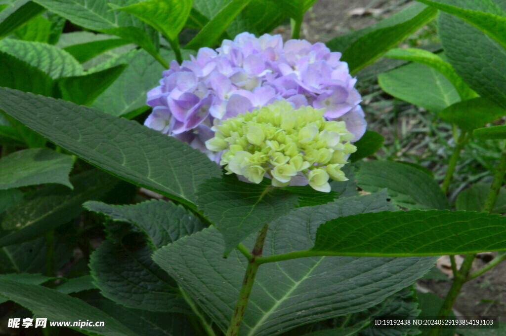 绣球花 