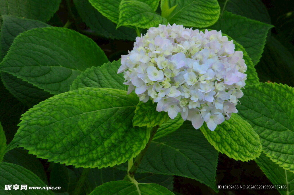 绣球花  