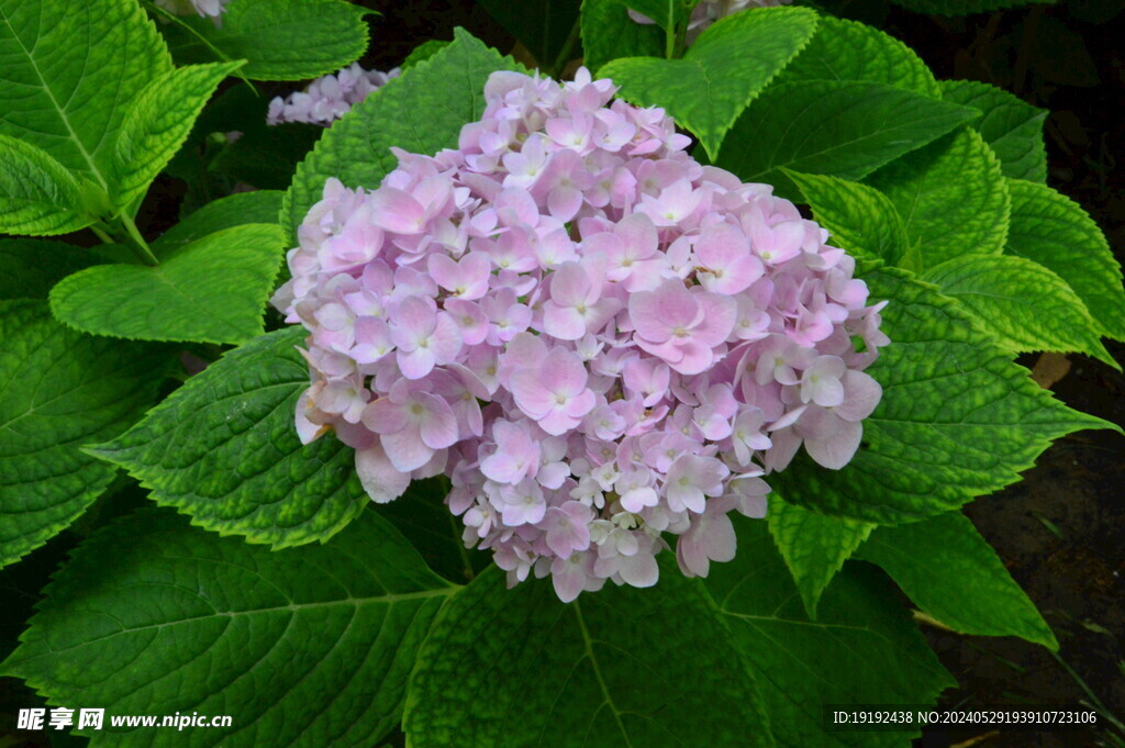 绣球花 