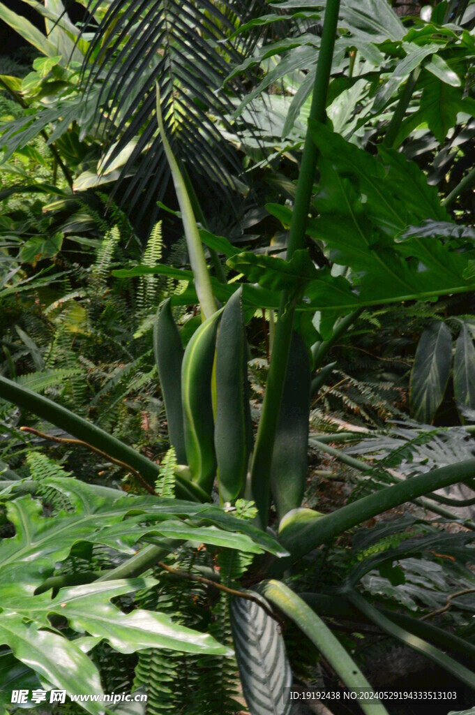 温室花草