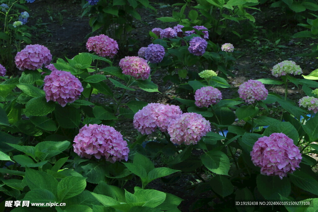 绣球花  