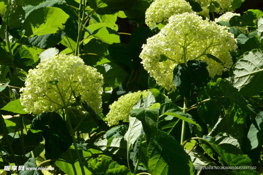 绣球花  