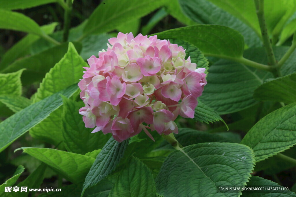 绣球花  