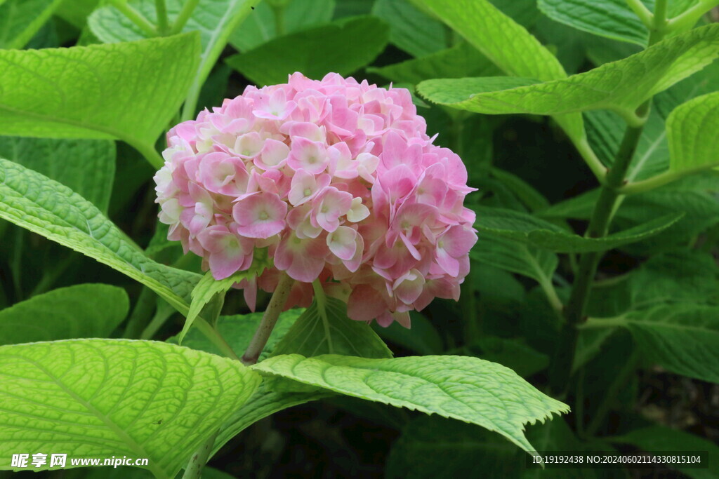 绣球花 