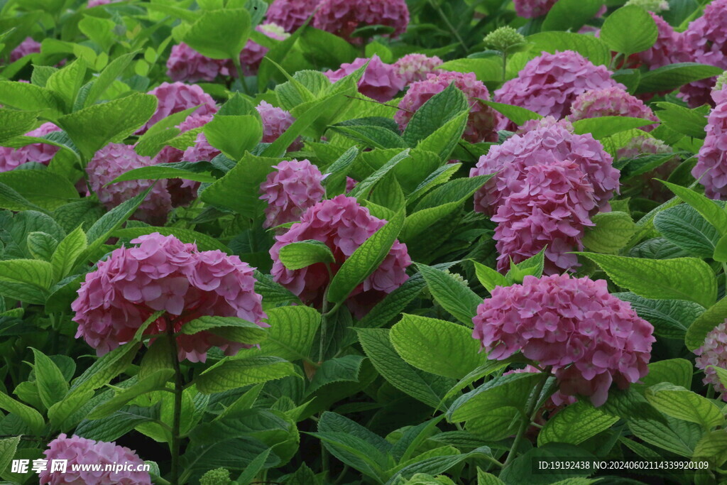 绣球花  