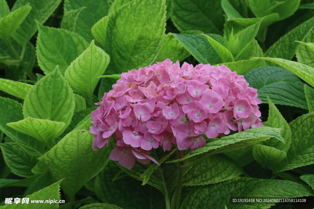 绣球花  