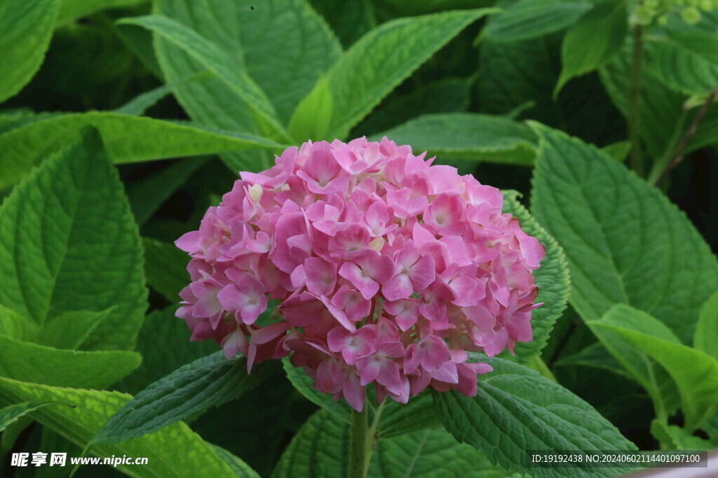 绣球花 