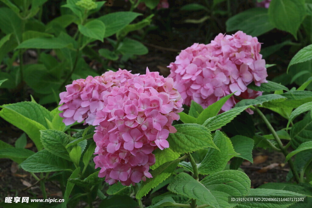绣球花  