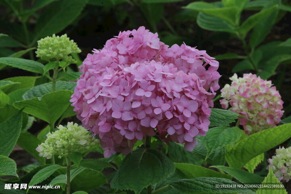 绣球花 