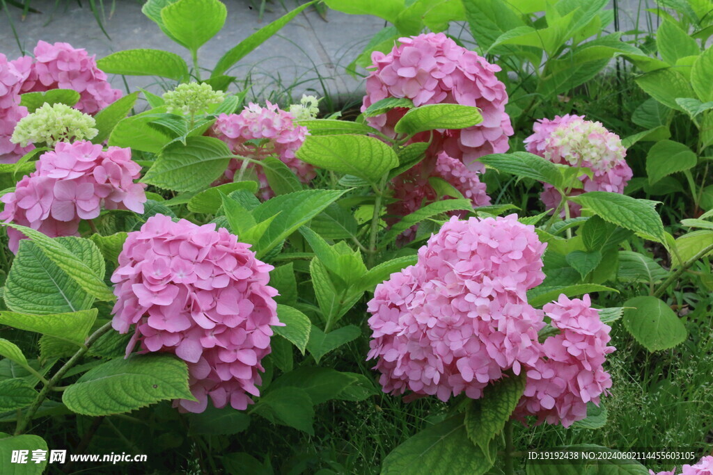 绣球花  