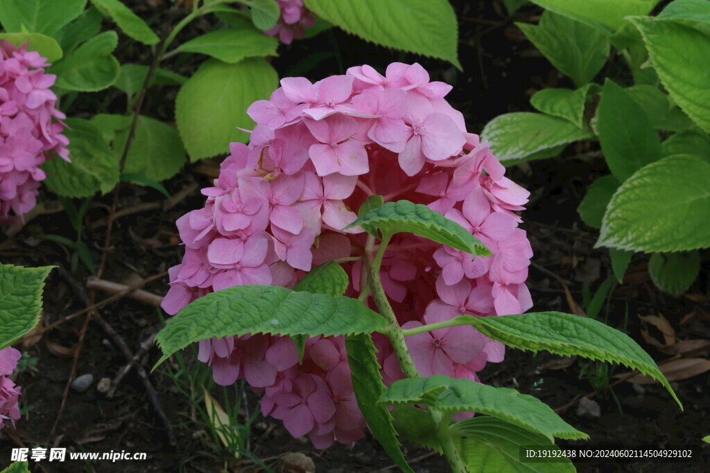 绣球花 