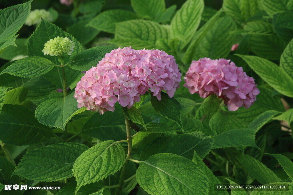 绣球花  