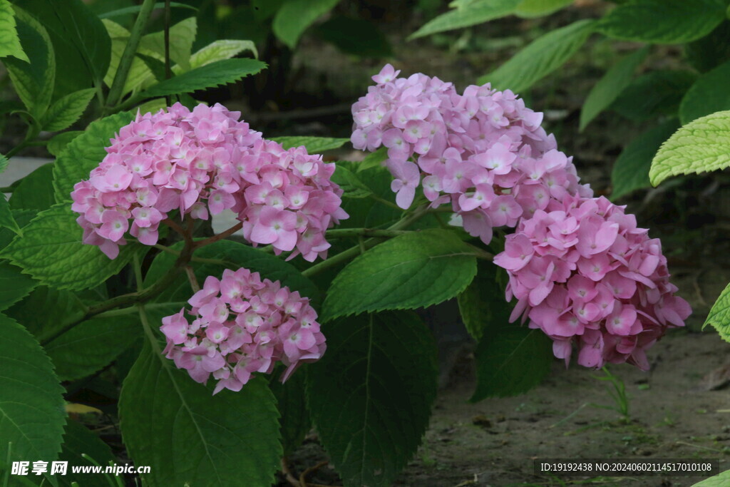绣球花 