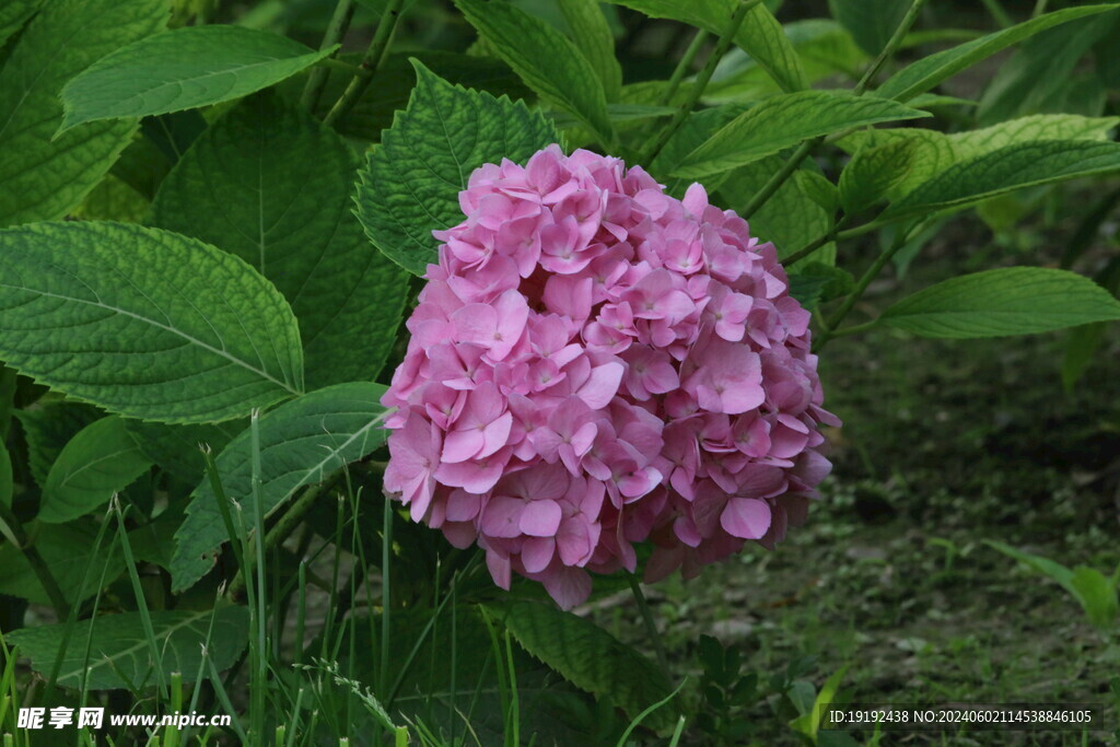 绣球花  