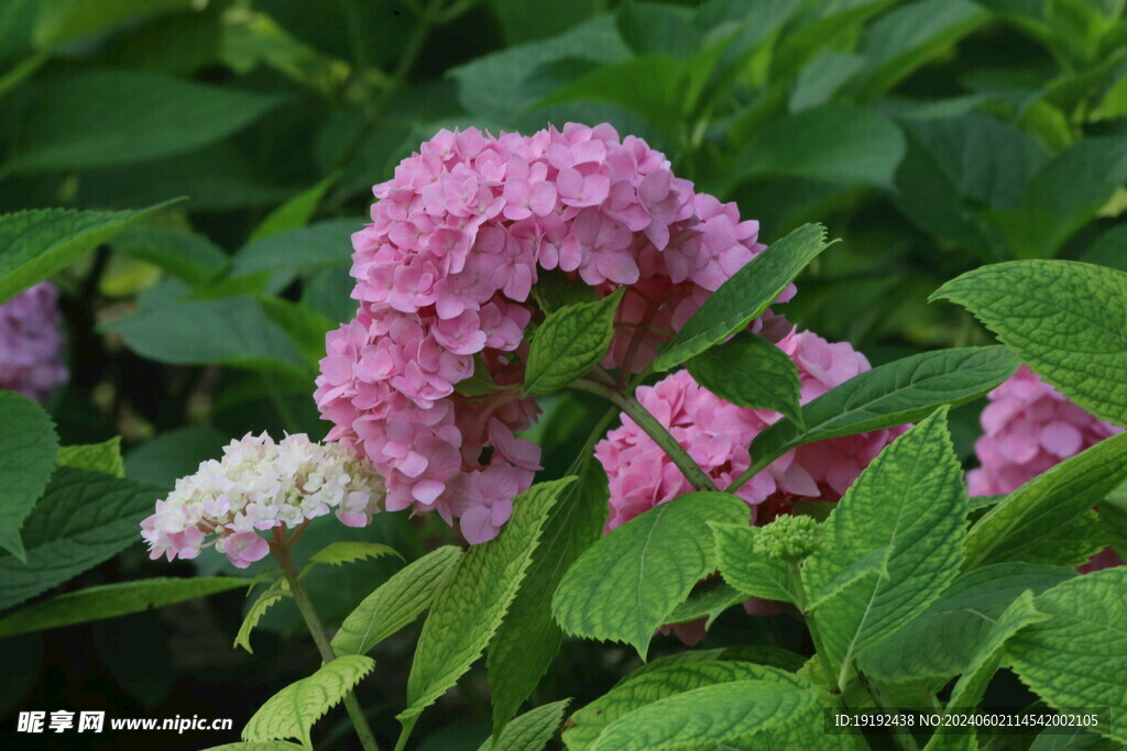 绣球花  