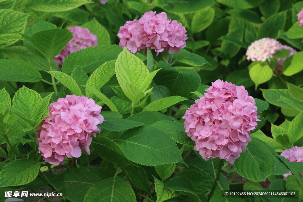 绣球花  