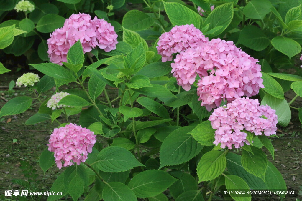 绣球花  