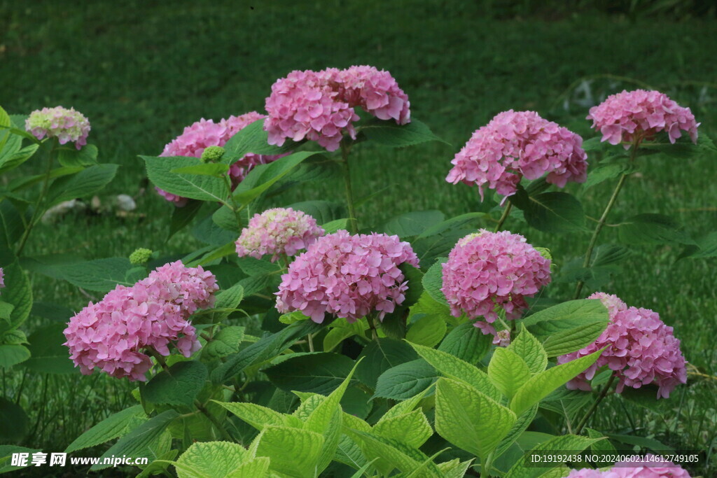 绣球花 