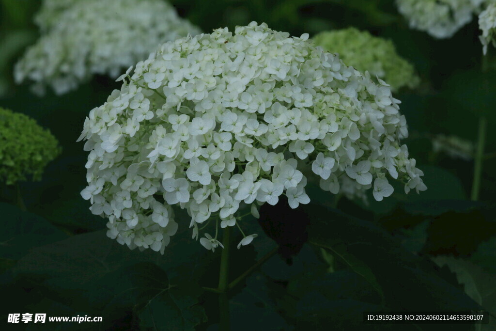 绣球花 