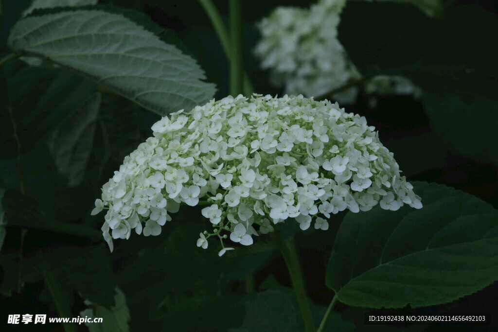 绣球花  
