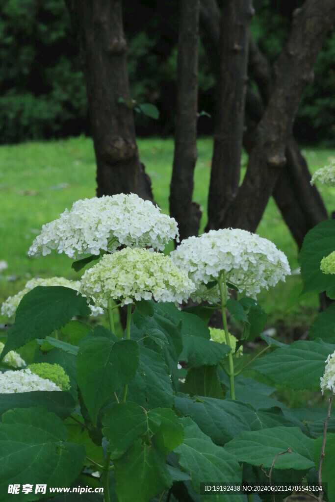 绣球花  