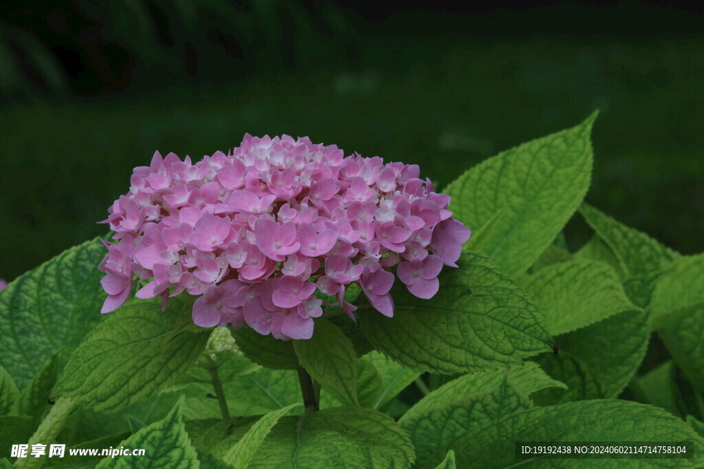 绣球花  
