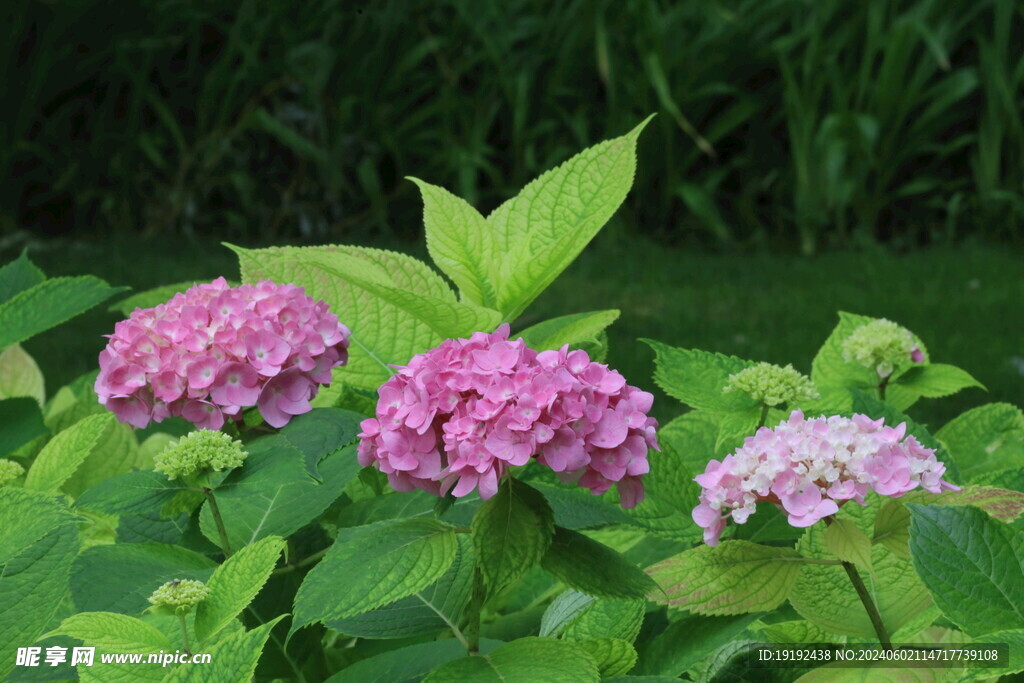 绣球花 