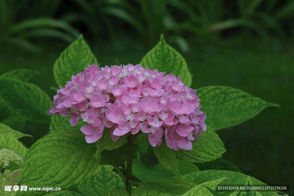 绣球花 